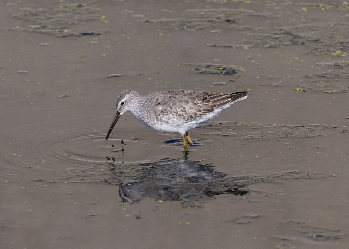 Stilt Sandpiper - ML642020183