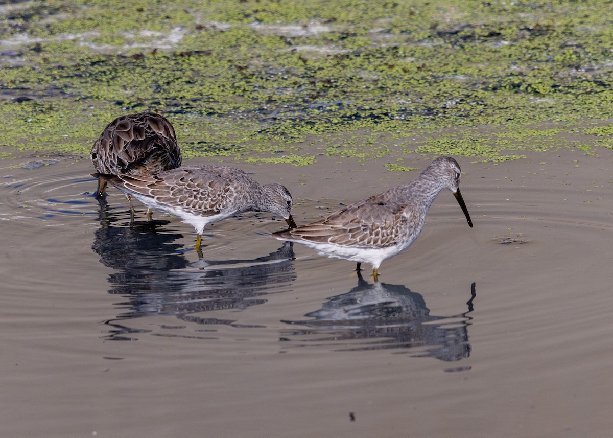 Stilt Sandpiper - ML642020184