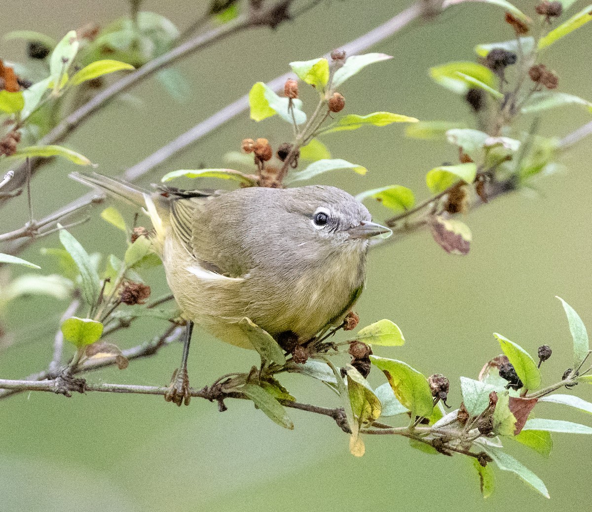 Orange-crowned Warbler - ML642020185