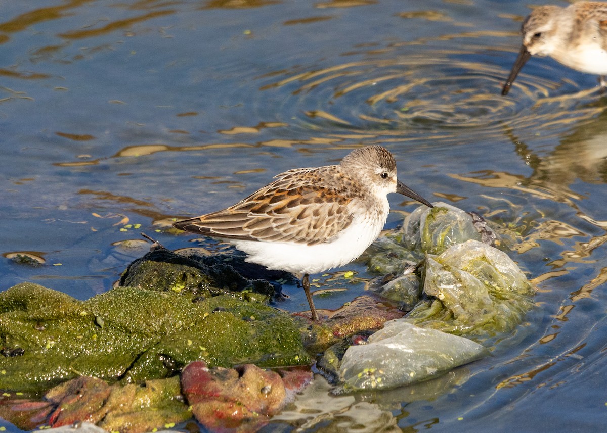 beringsnipe - ML642020187