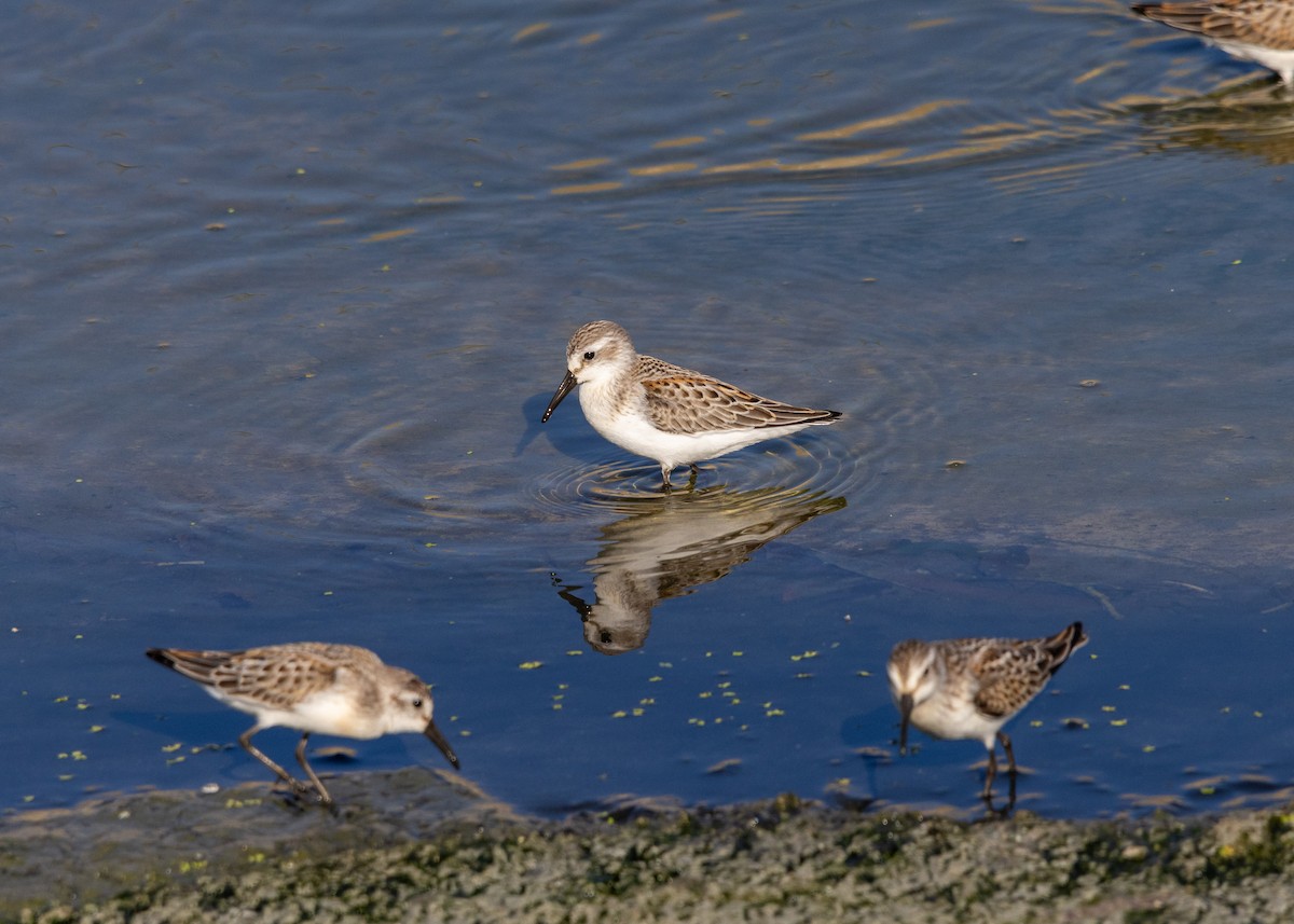 beringsnipe - ML642020188