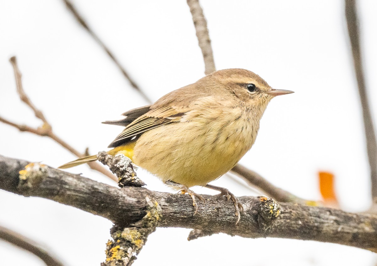 Palm Warbler - ML642020201