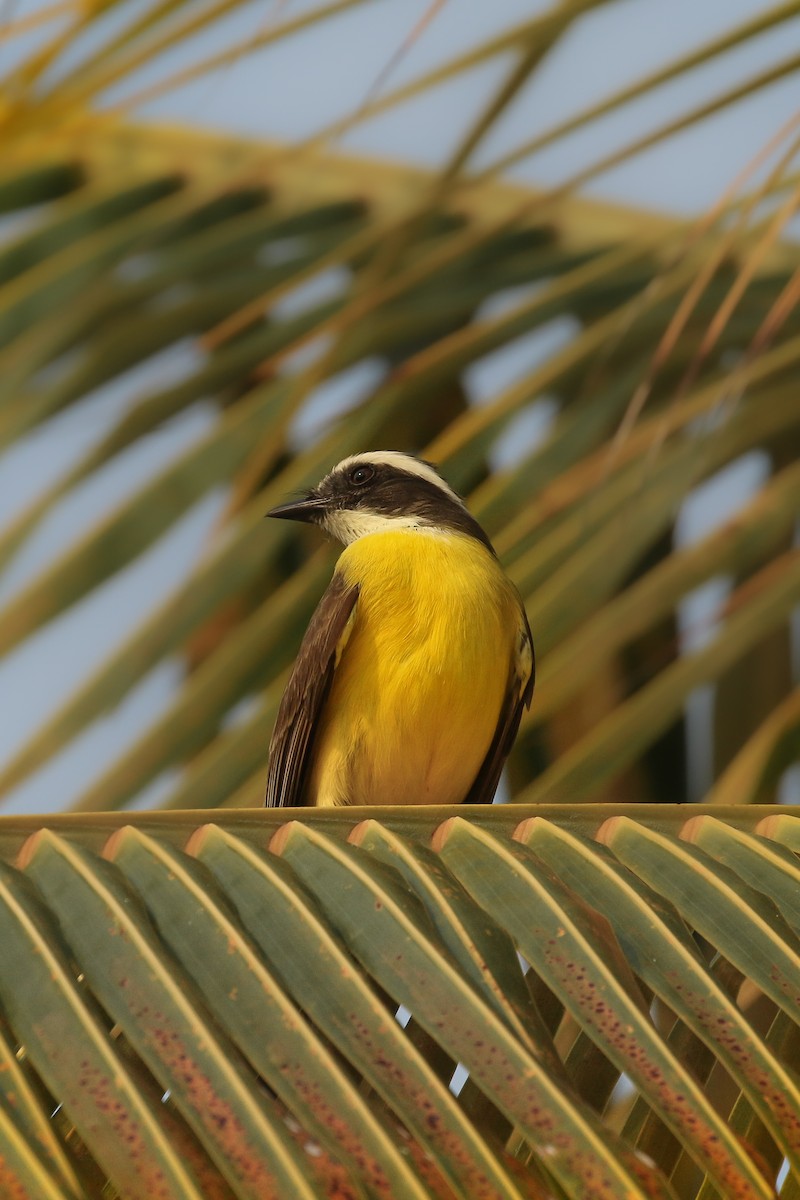 Social Flycatcher - ML642020212