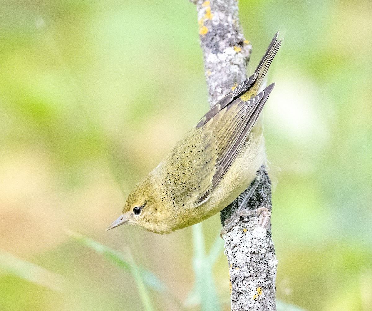 Tennessee Warbler - ML642020226