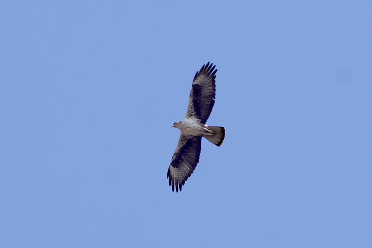 haukørn - ML642020251