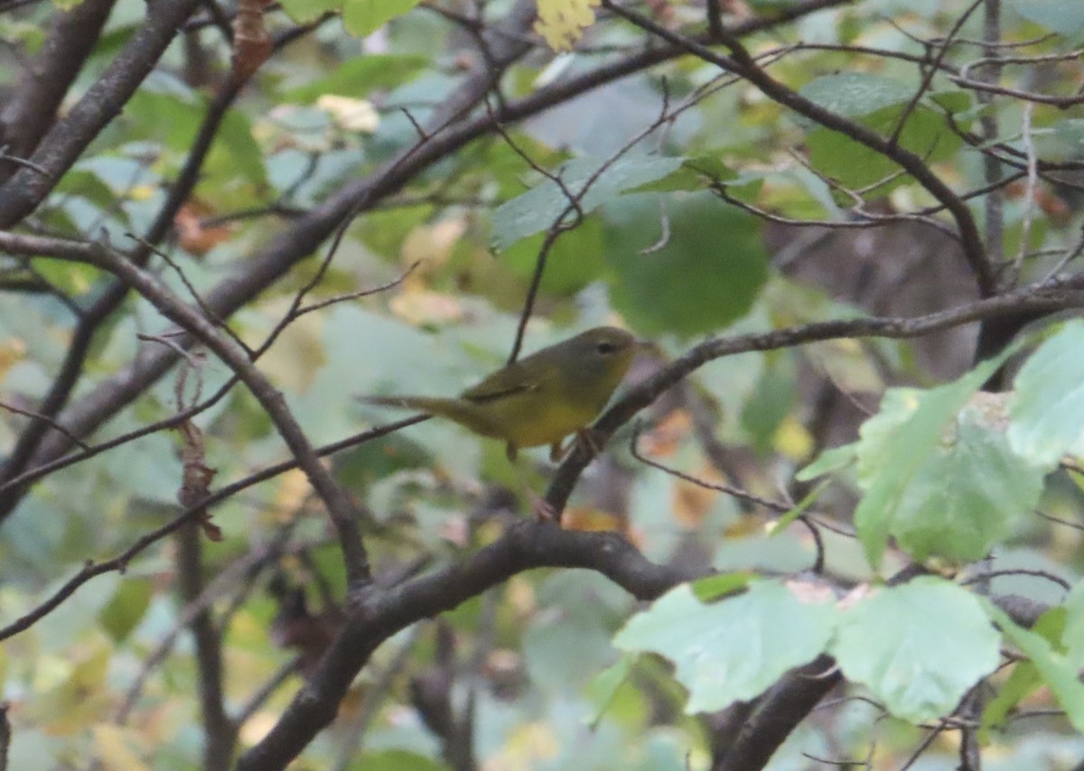 Mourning Warbler - ML642020252