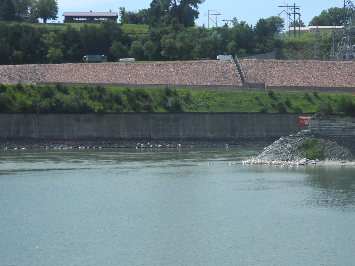 Pélican d'Amérique - ML642020260