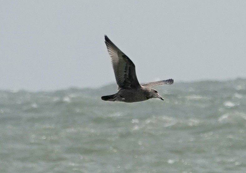 American Herring Gull - ML642020263