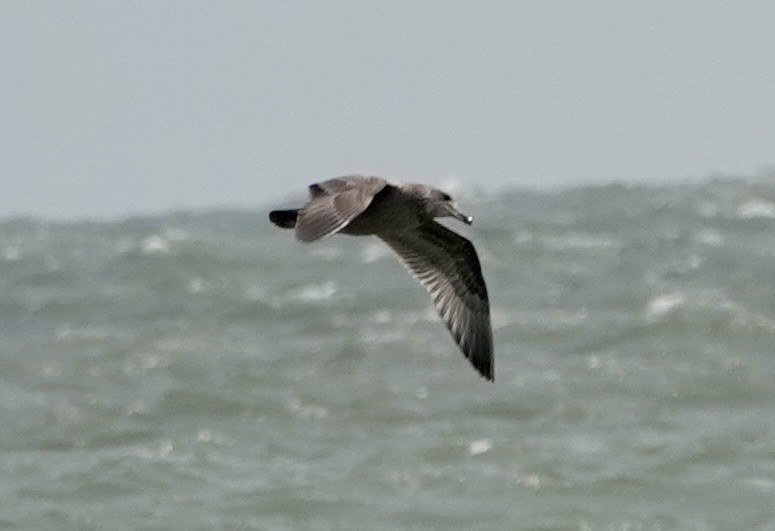 American Herring Gull - ML642020265