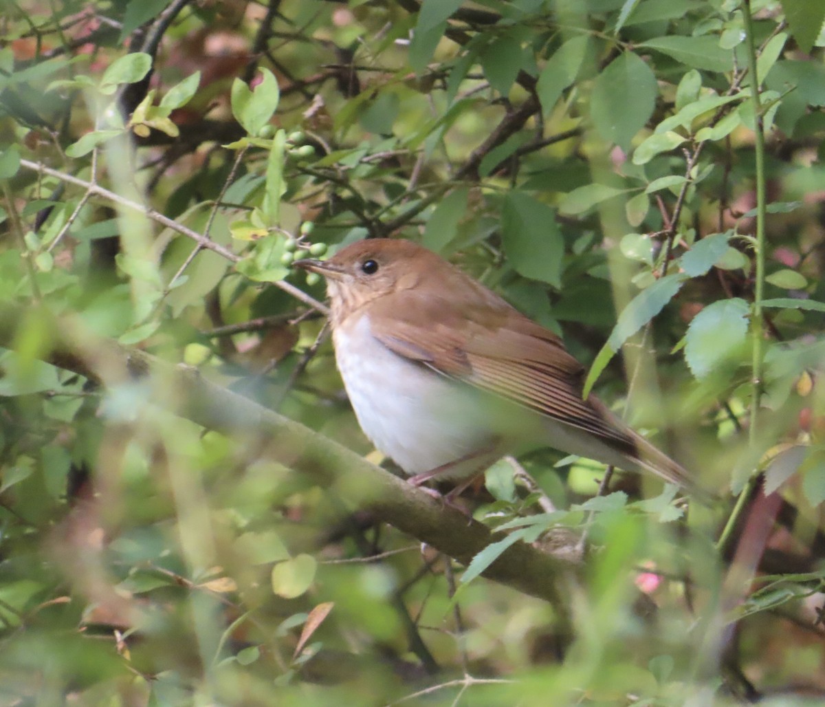 Veery - ML642020267