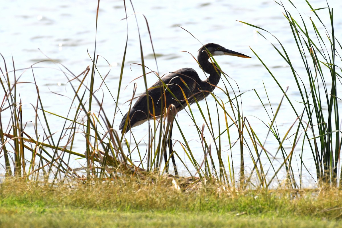 Great Blue Heron - ML642020274