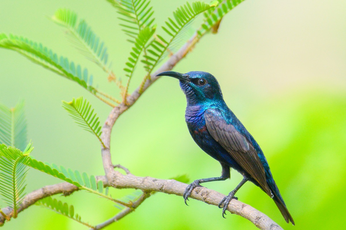 Purple Sunbird - ML642020275