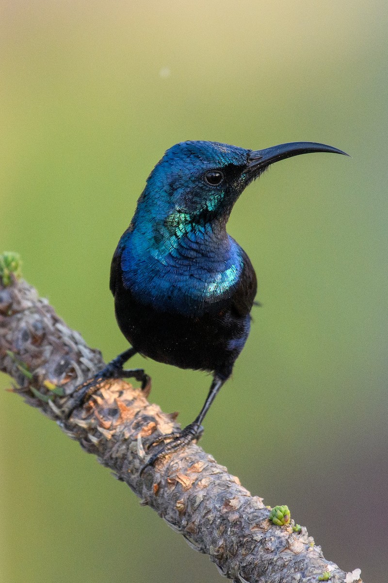 Purple Sunbird - ML642020276