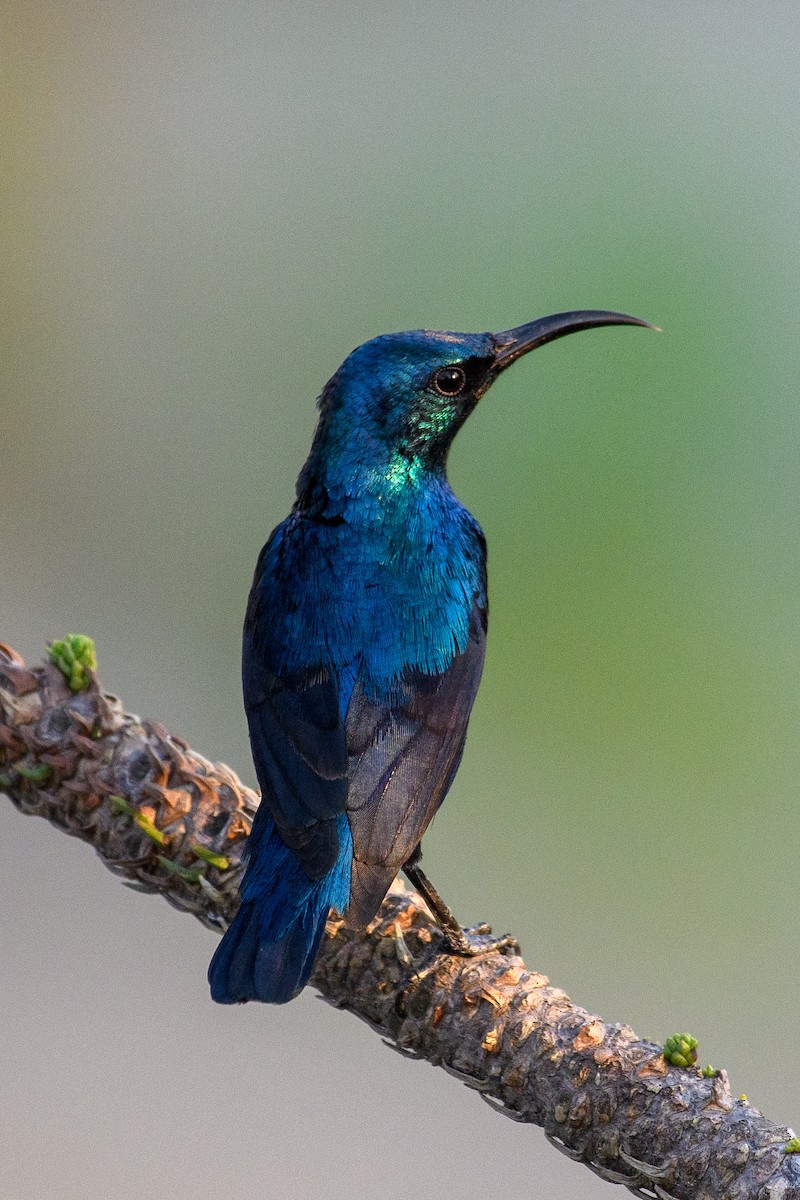 Purple Sunbird - ML642020277