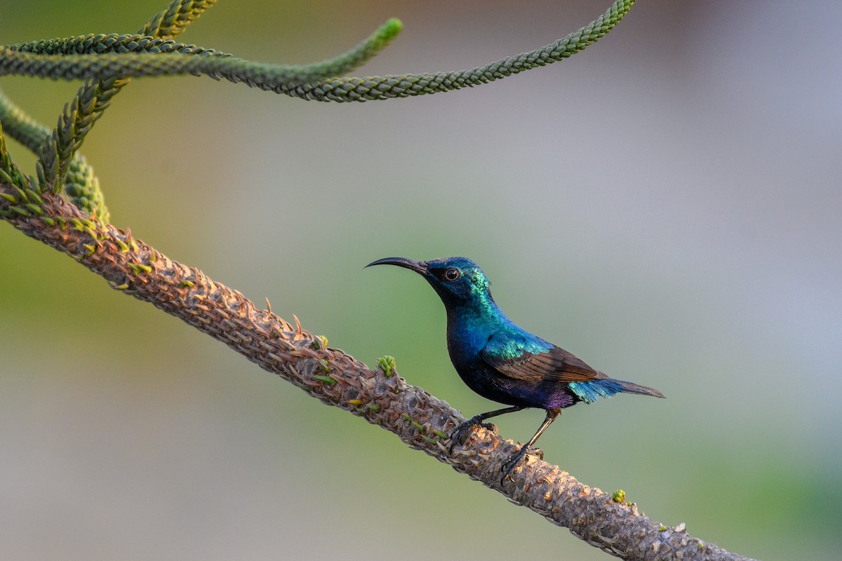 Purple Sunbird - ML642020278