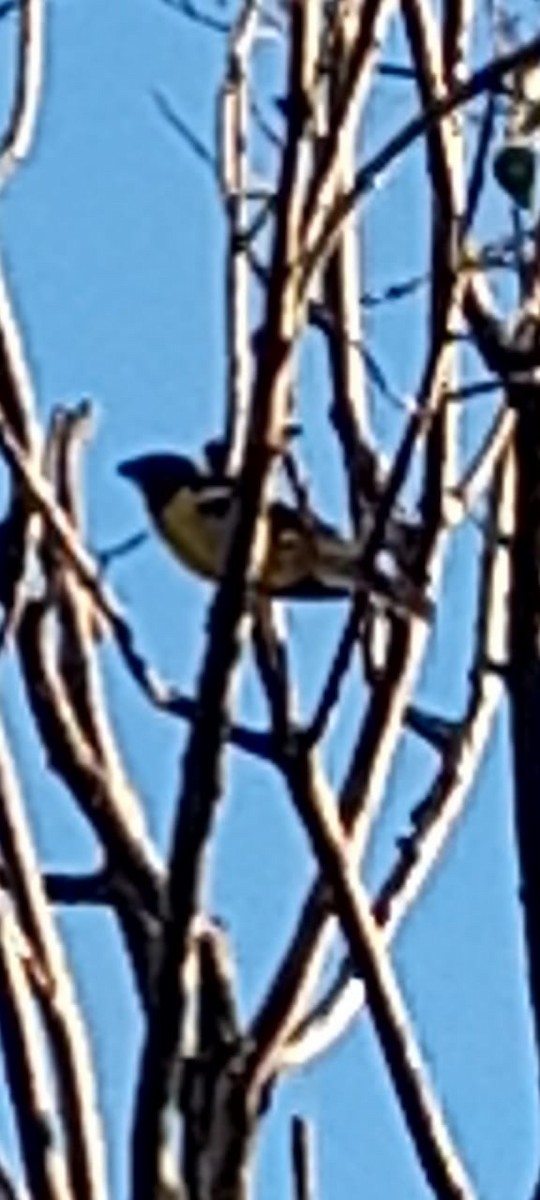 Black-backed Grosbeak - ML642020279