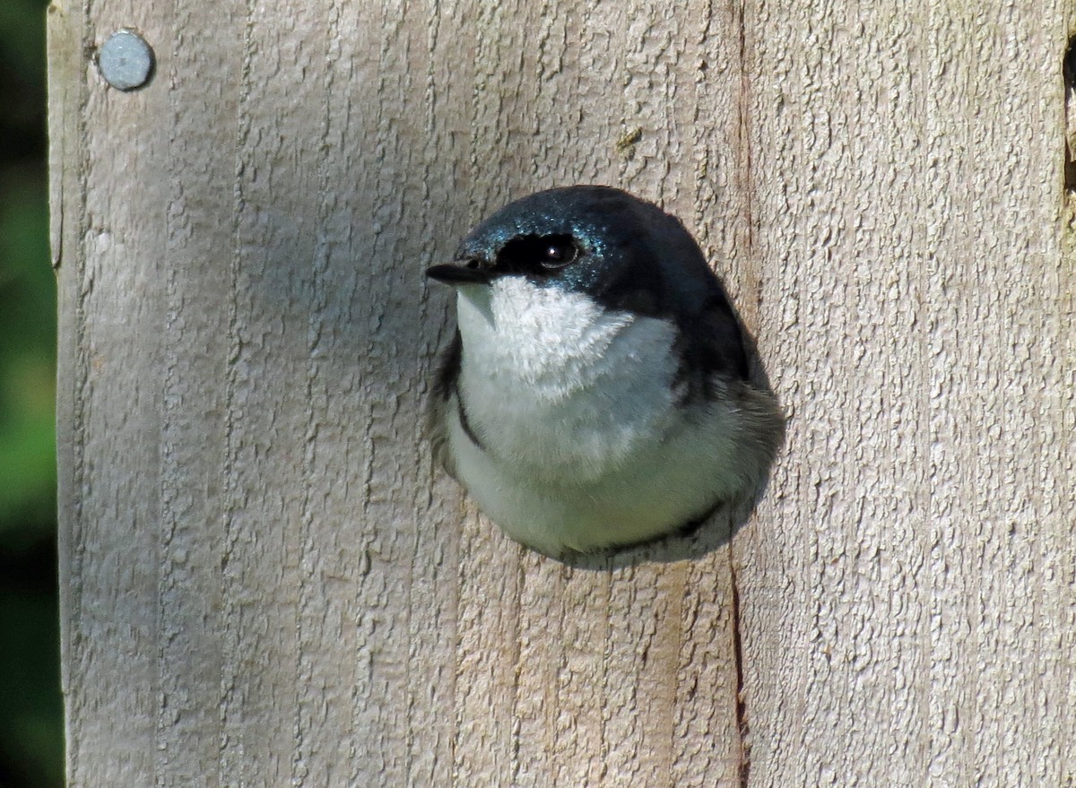 Tree Swallow - ML642020280