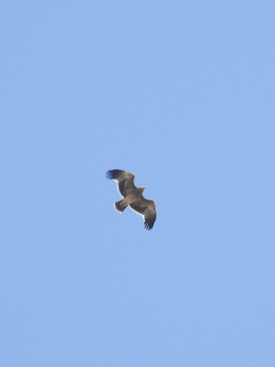 Aquila imperiale - ML642020282