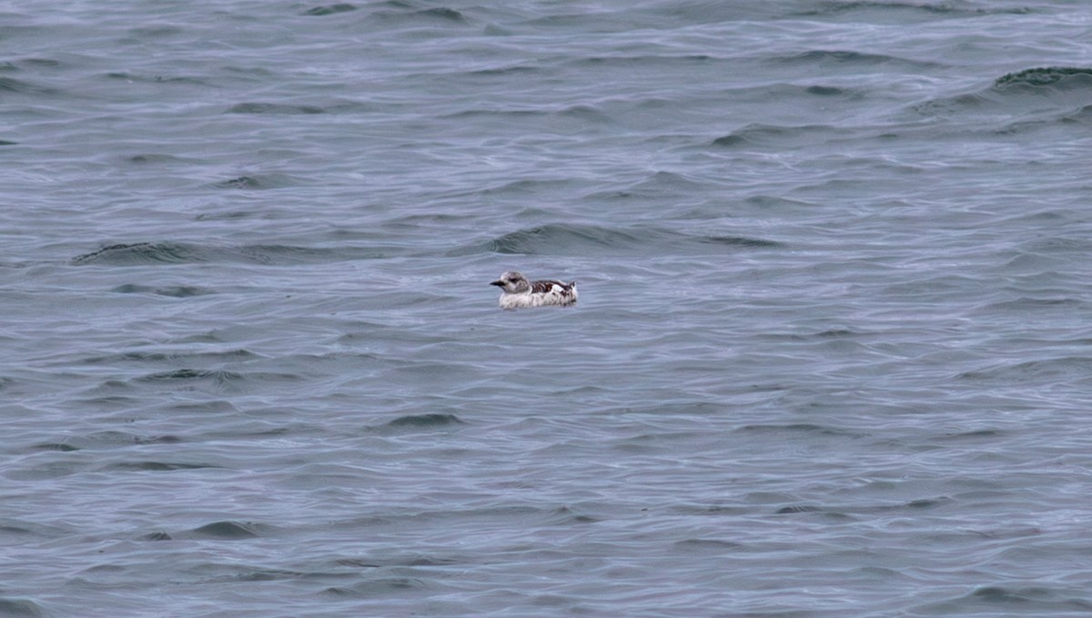 Black Guillemot - ML642020304