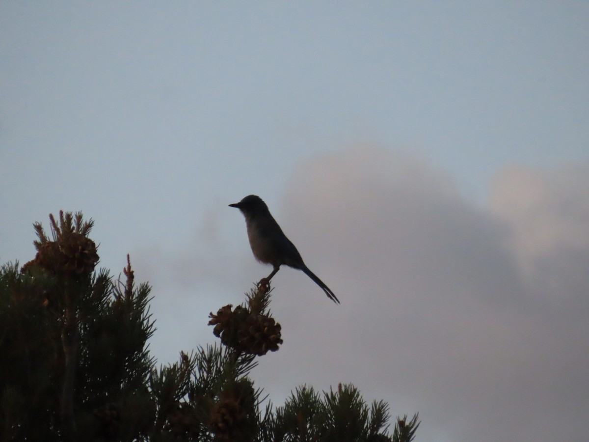 Woodhouse's Scrub-Jay - ML642020314