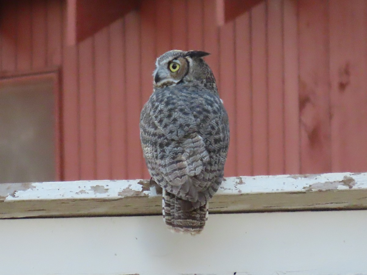 Great Horned Owl - ML642020373