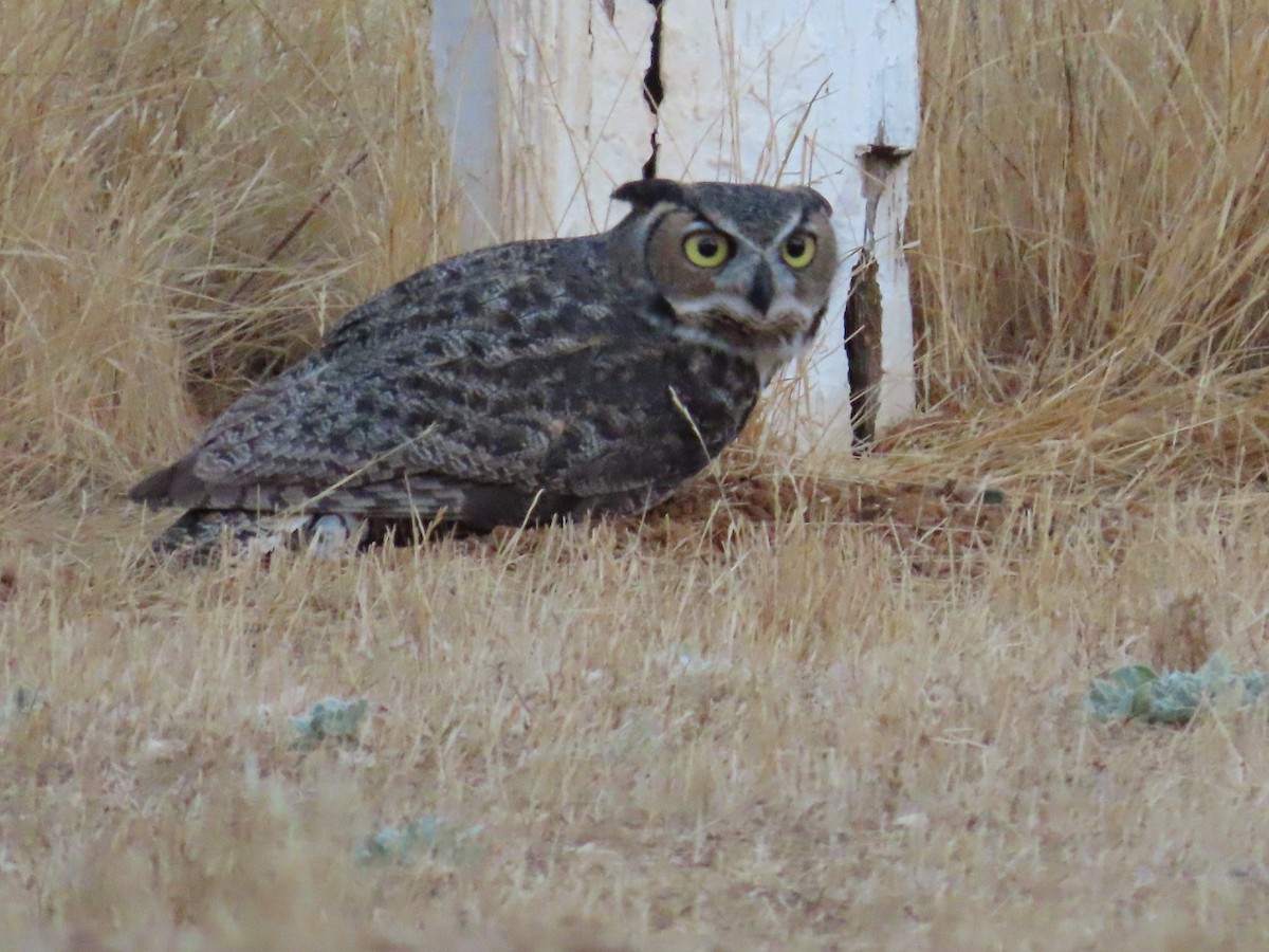 Great Horned Owl - ML642020374