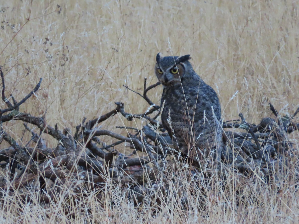 Great Horned Owl - ML642020375