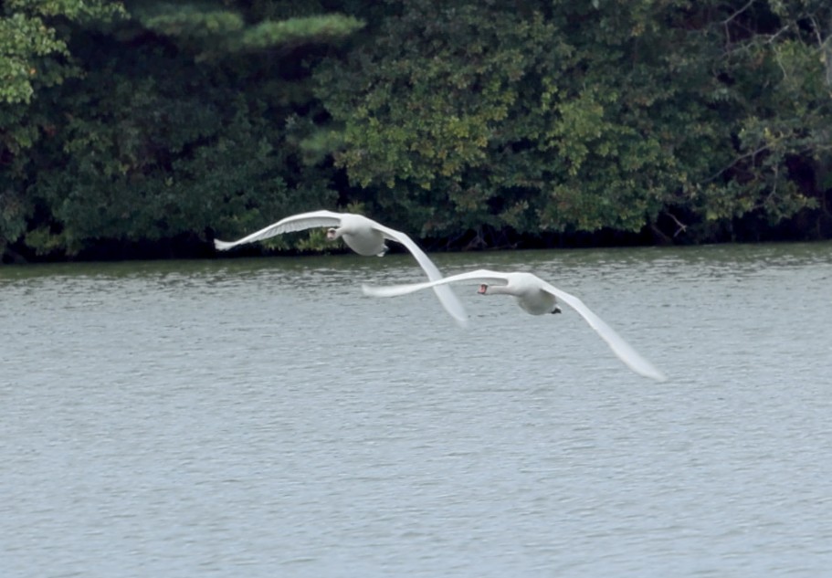 Cigno reale - ML642020402