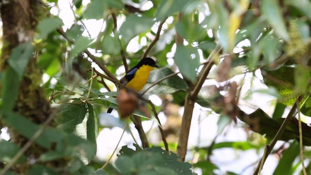 Blauflügel-Bergtangare - ML642020404