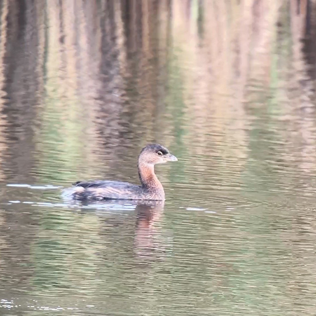 Pied-billed Grebe - ML642020408