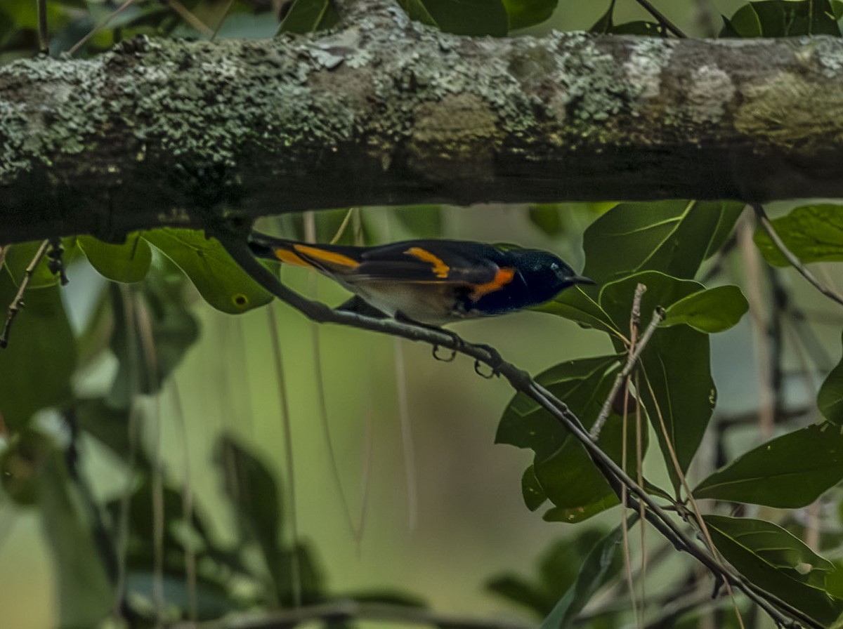 American Redstart - ML642020416