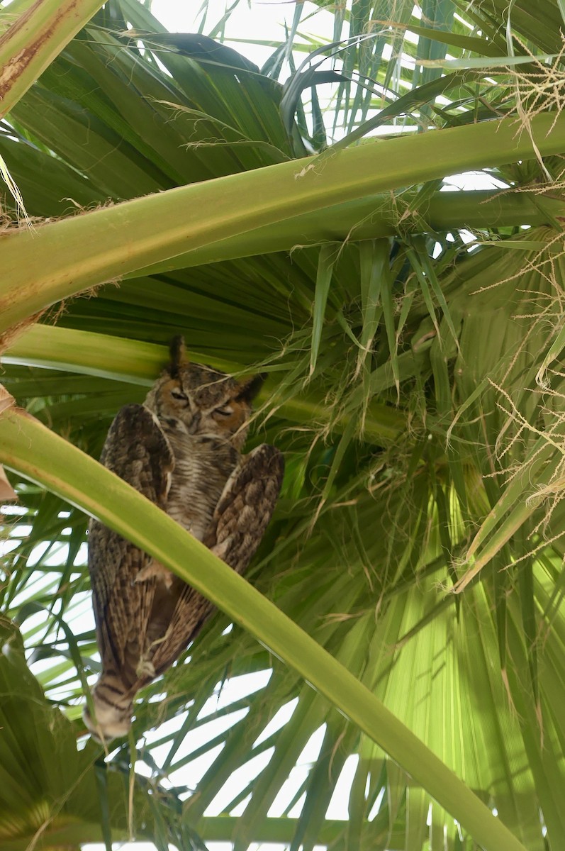 Great Horned Owl - ML642020439