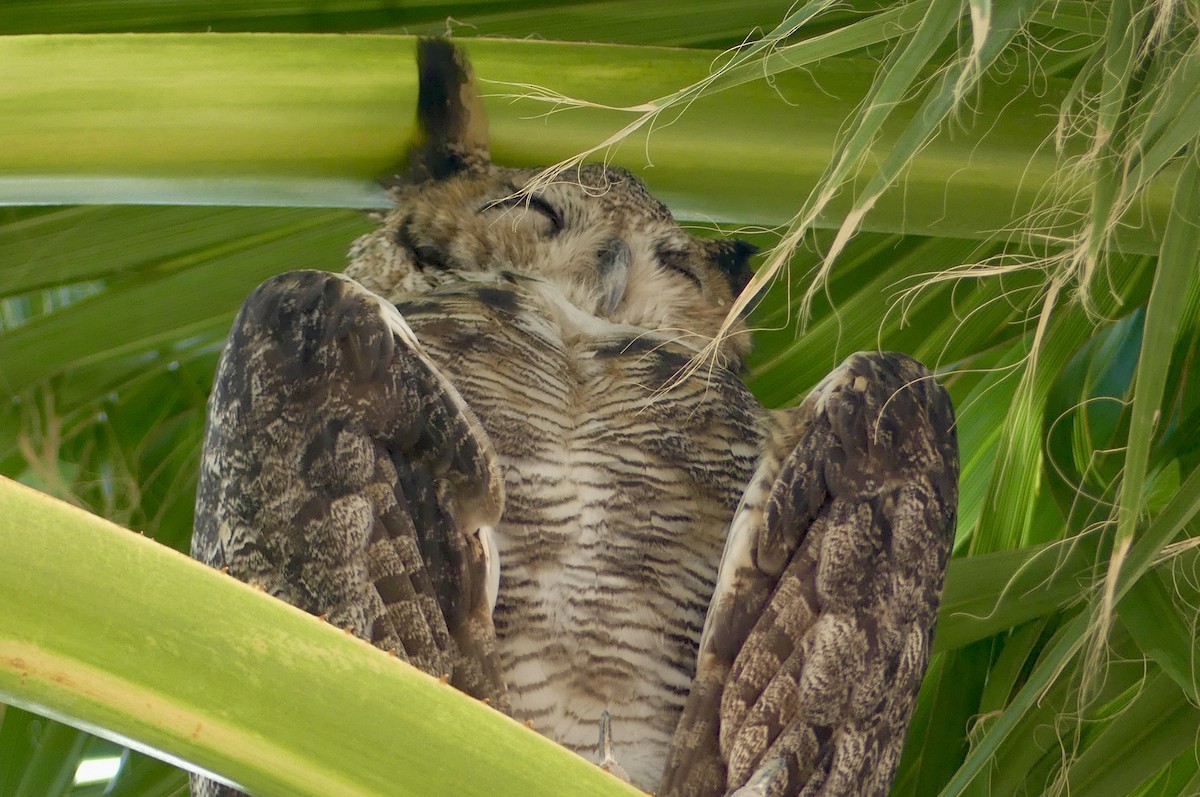 Great Horned Owl - ML642020440