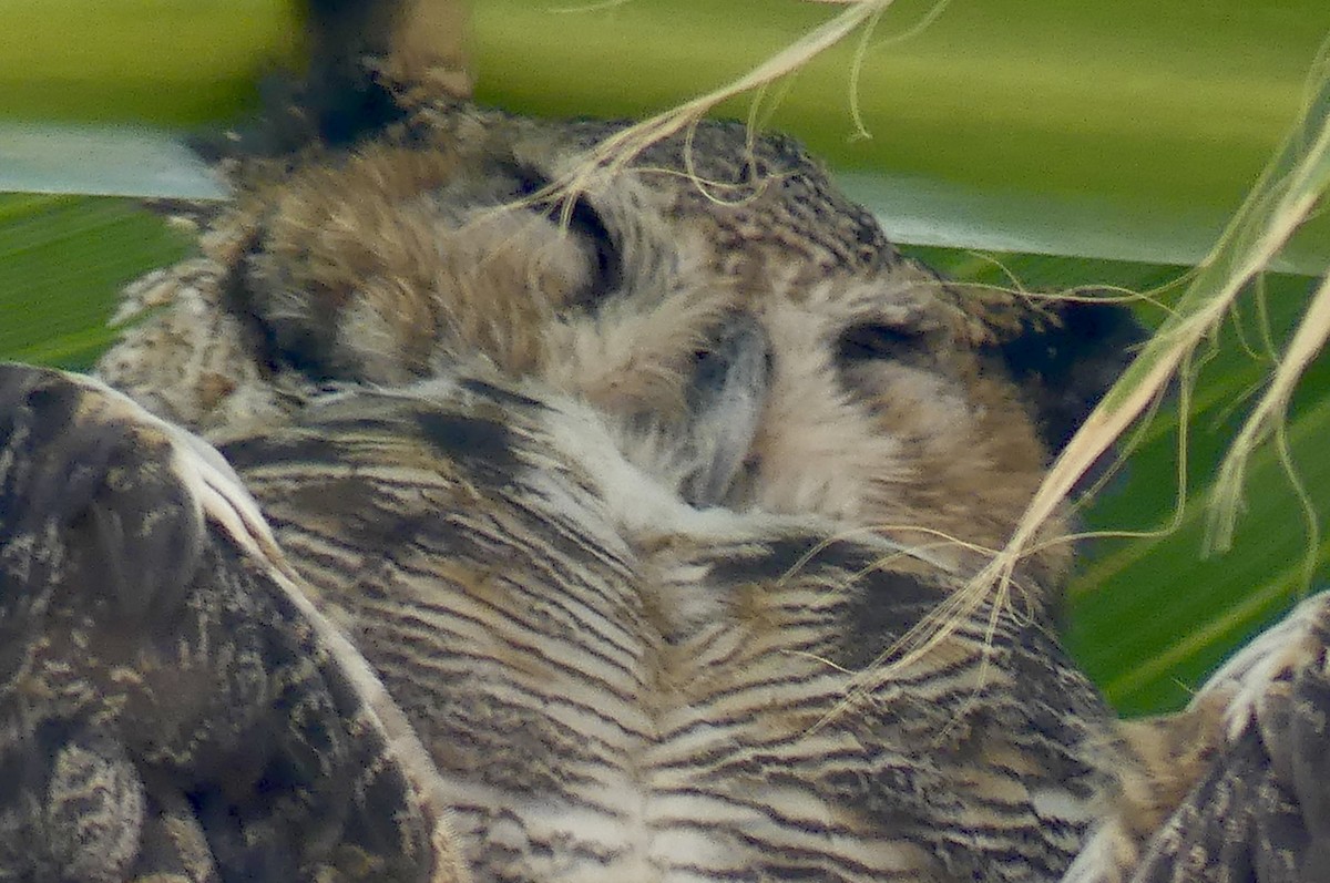 Great Horned Owl - ML642020441