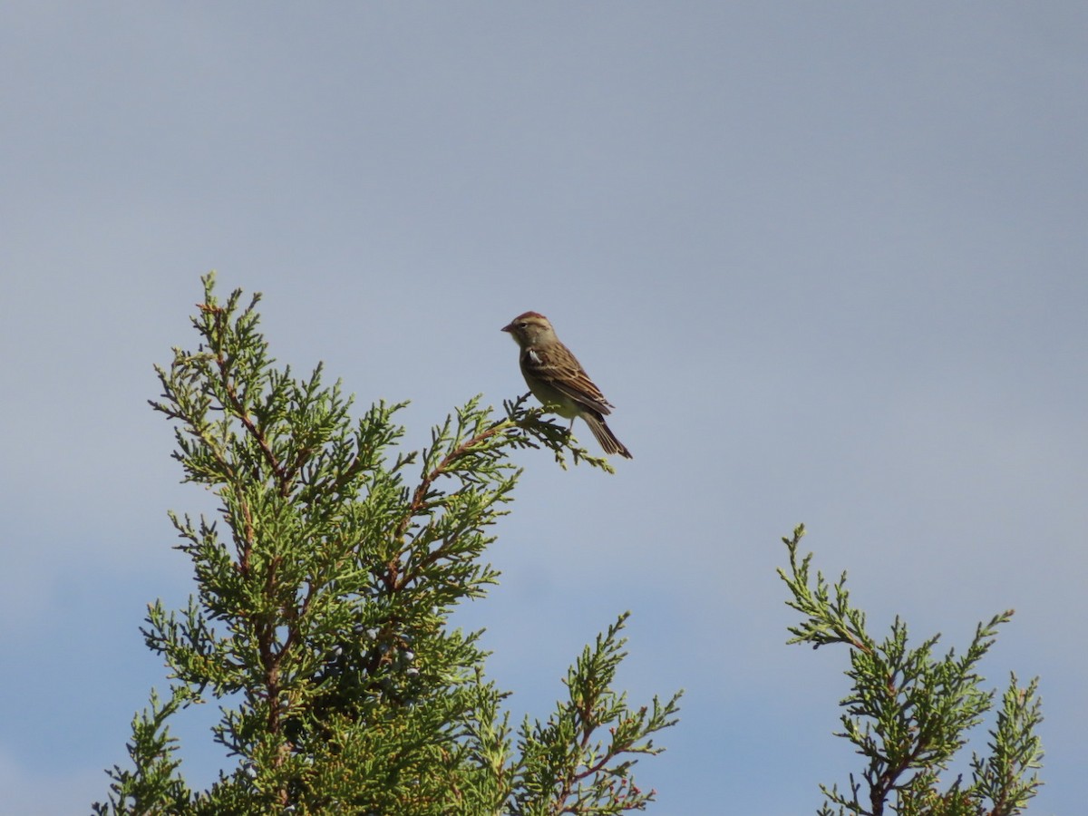 Chipping Sparrow - ML642020447