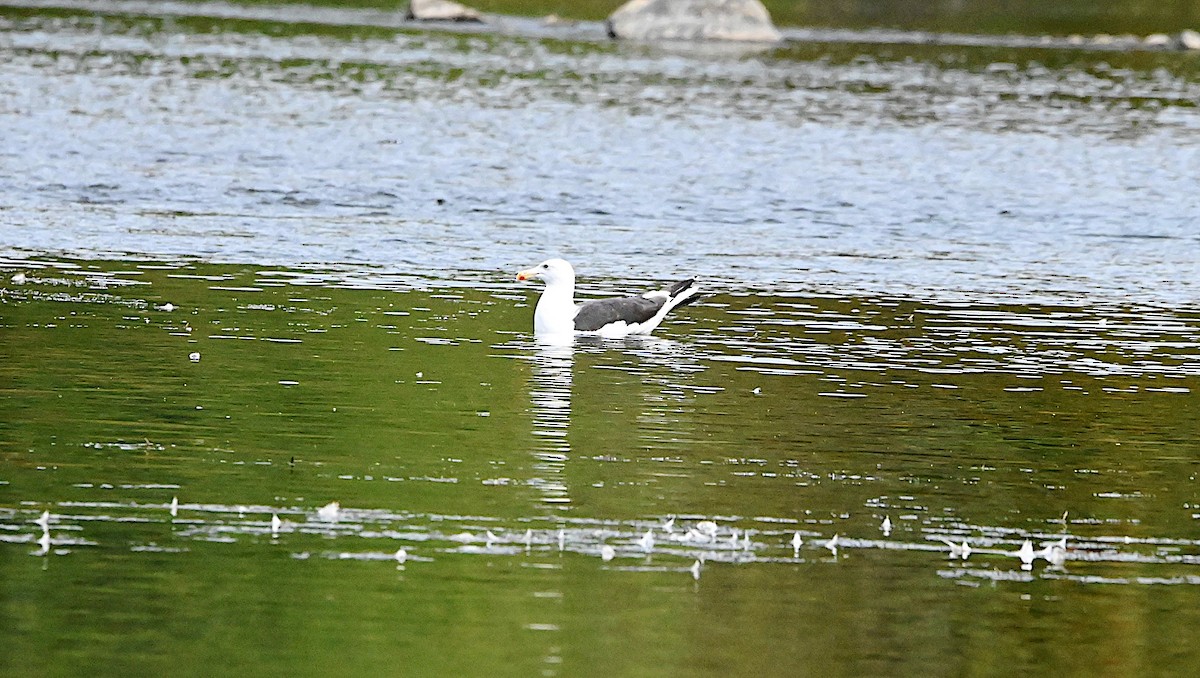 Great Black-backed Gull - ML642020465