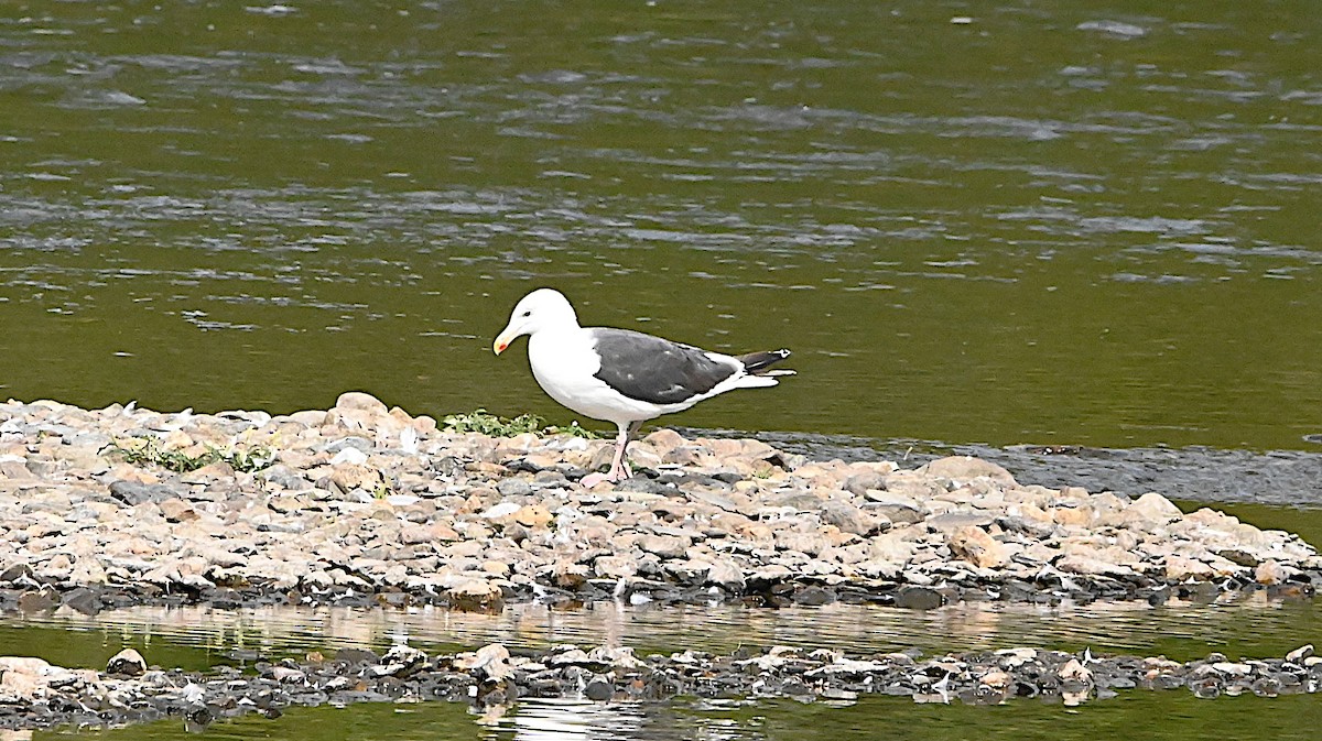 Great Black-backed Gull - ML642020486