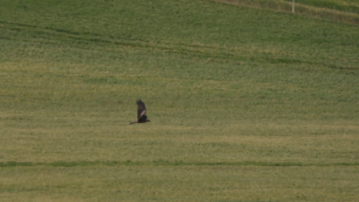Black Kite - ML642020488