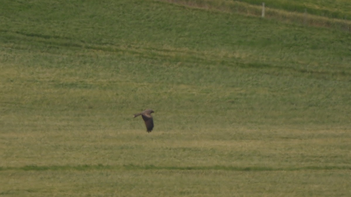 Black Kite - ML642020489