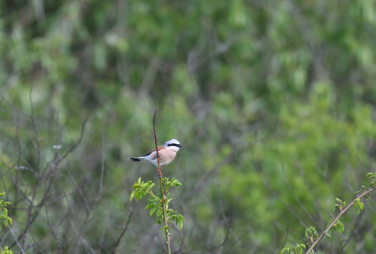 Red-backed Shrike - ML642020502