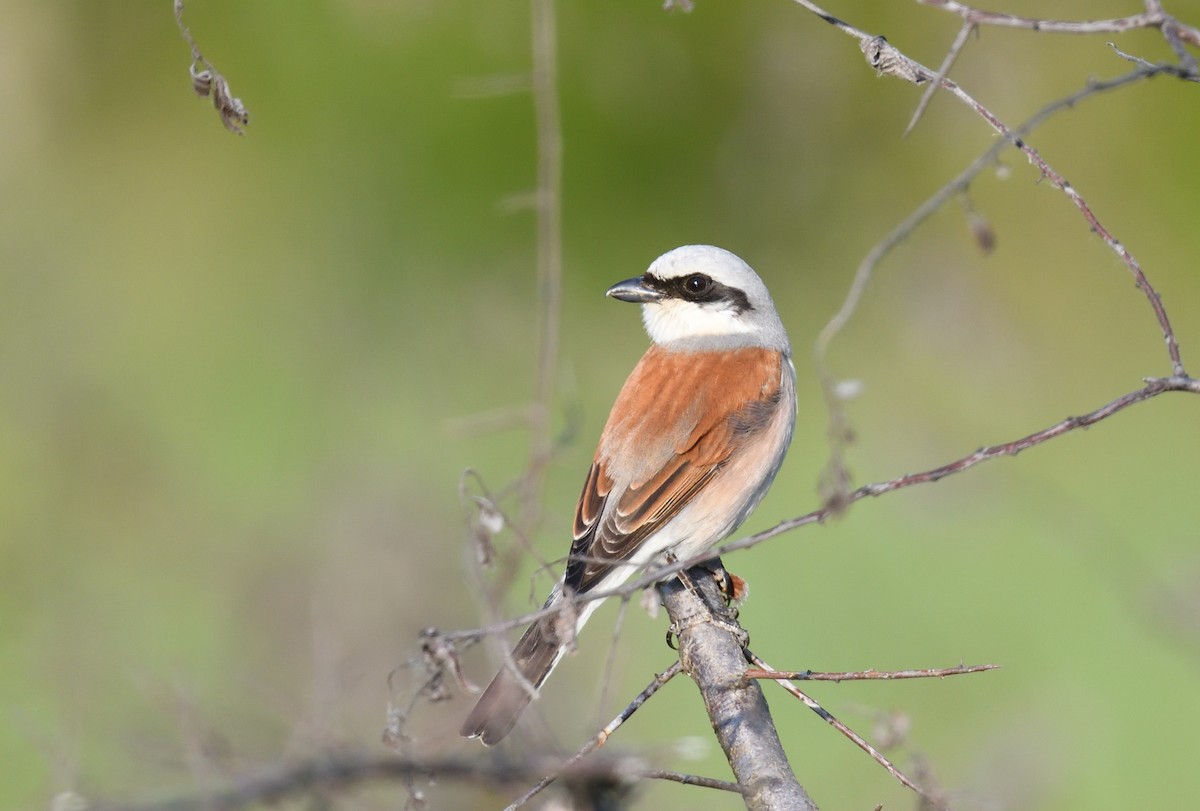 Red-backed Shrike - ML642020504