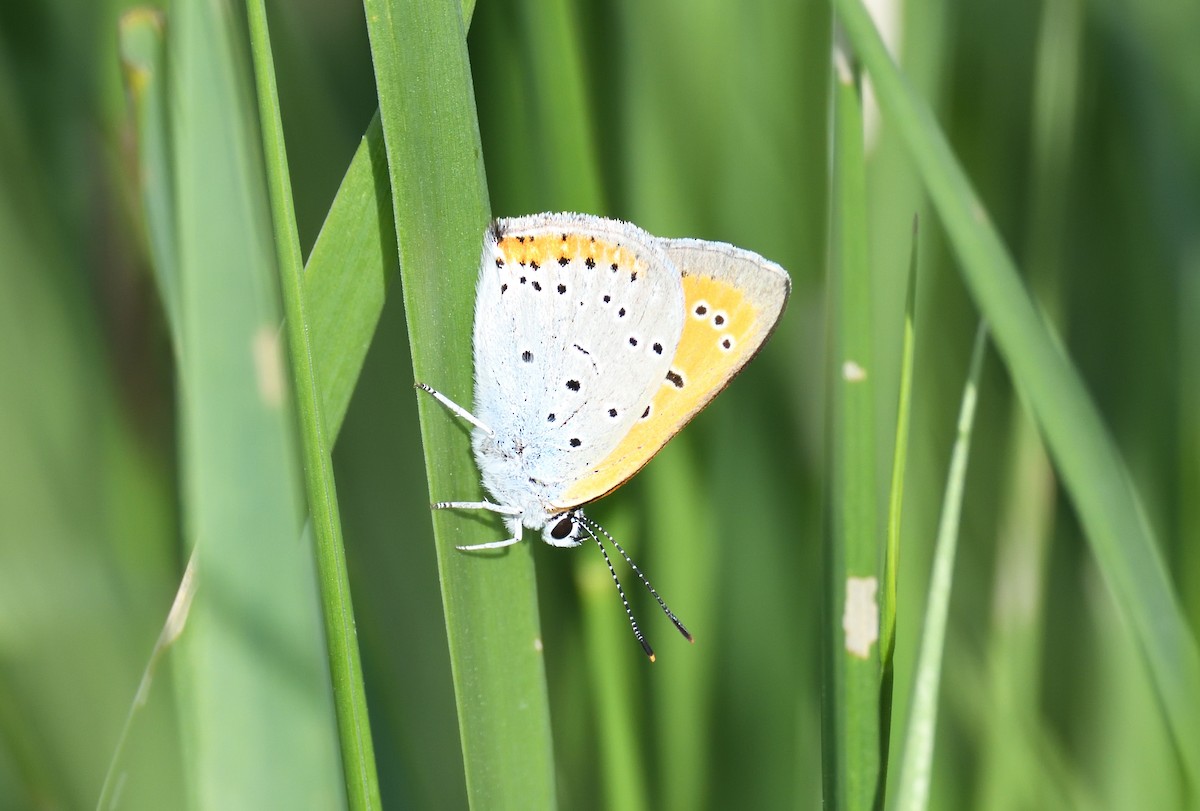 Large Copper - ML642020509