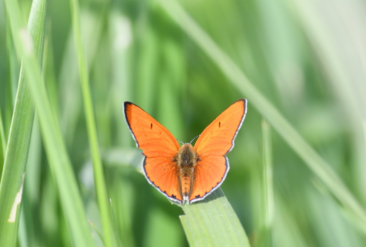 Large Copper - ML642020510