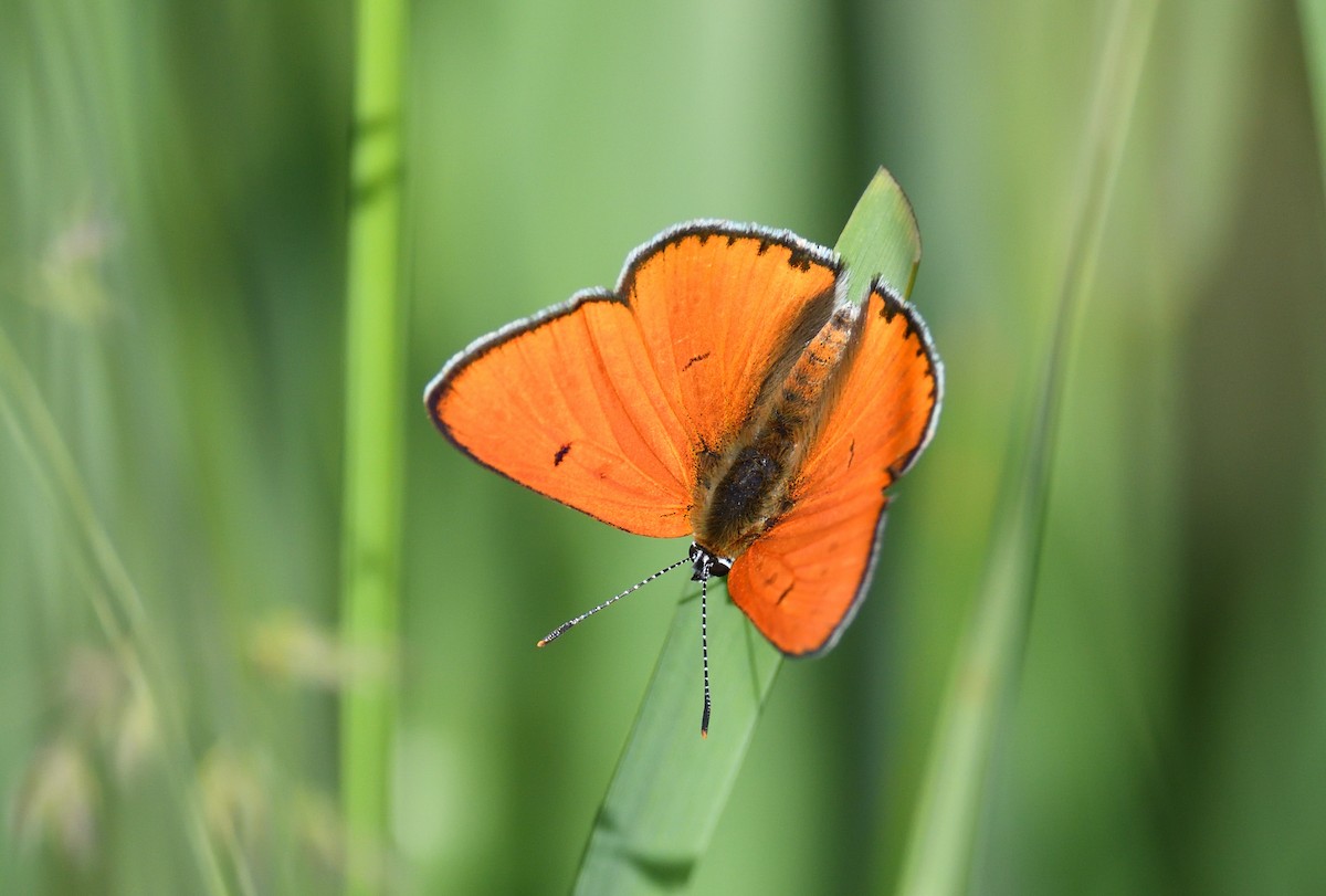 Large Copper - ML642020511