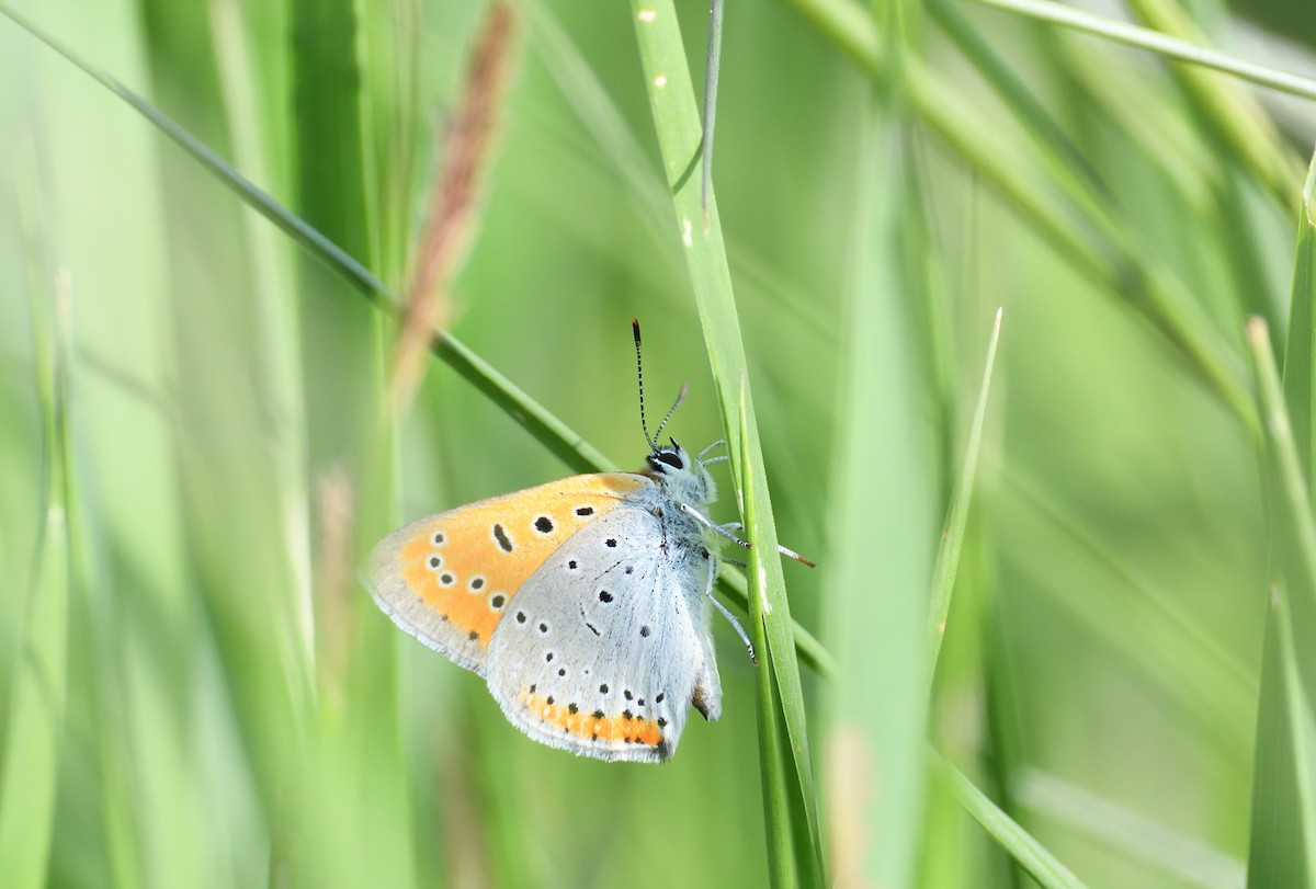 Large Copper - ML642020512