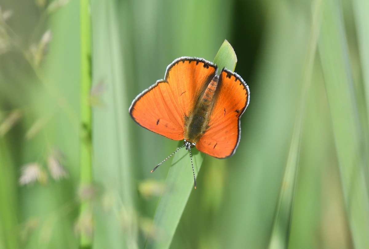 Large Copper - ML642020513