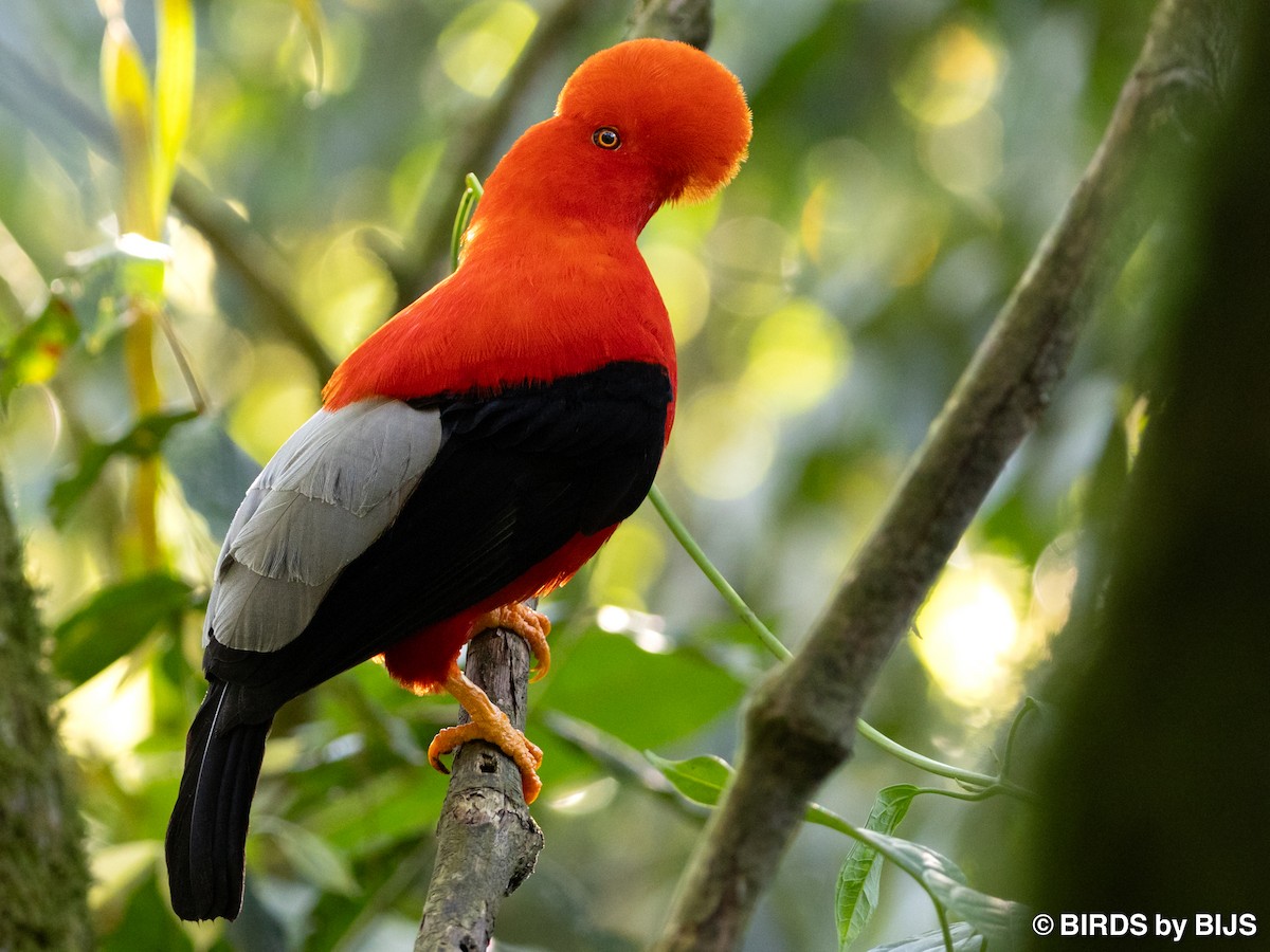 Andean Cock-of-the-rock - ML642020521