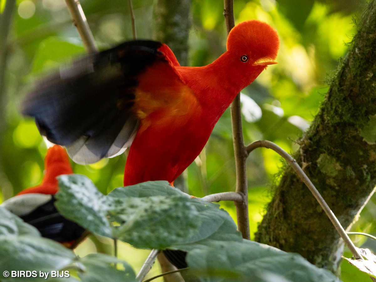 Andean Cock-of-the-rock - ML642020522