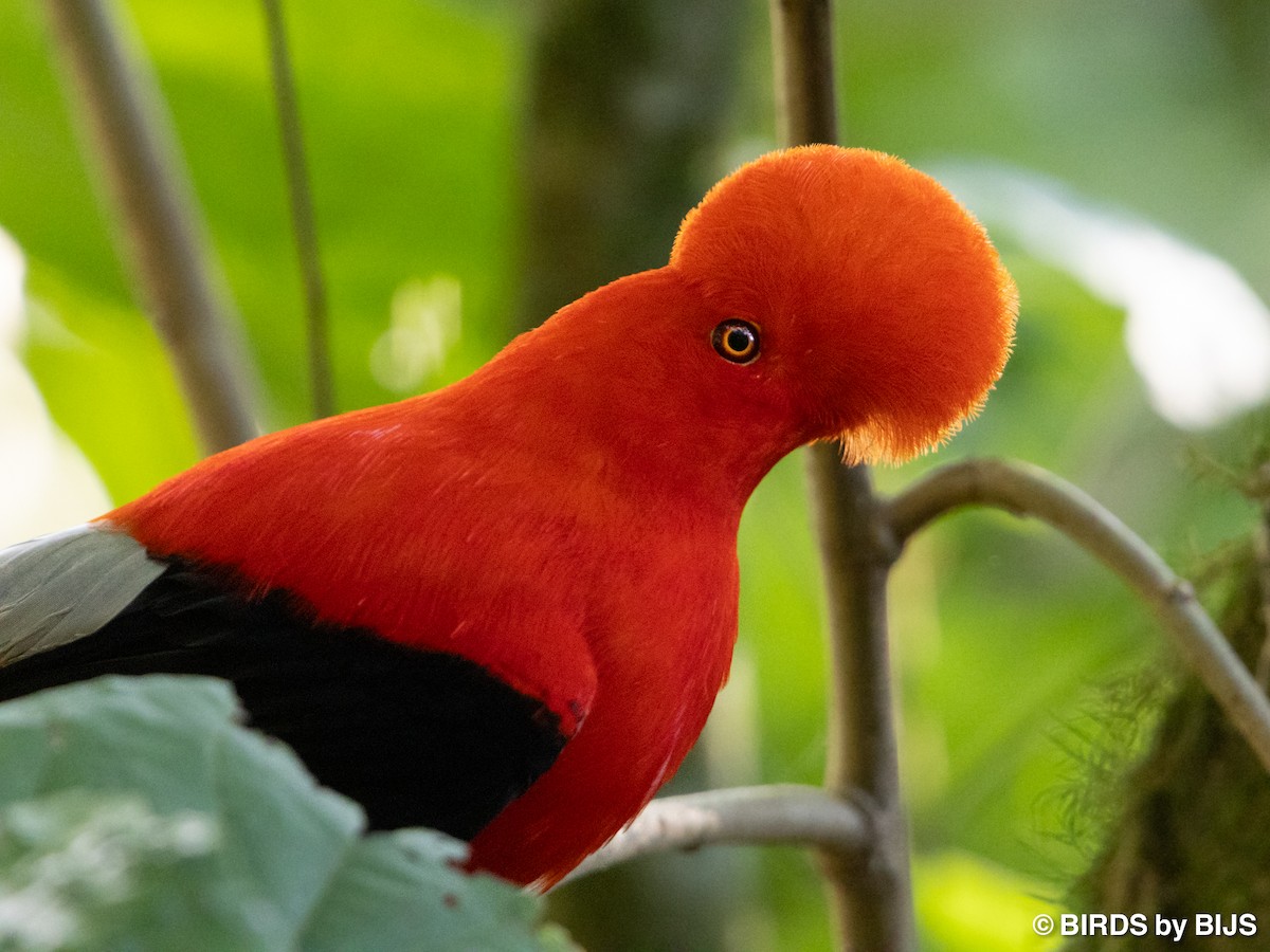 Andean Cock-of-the-rock - ML642020523