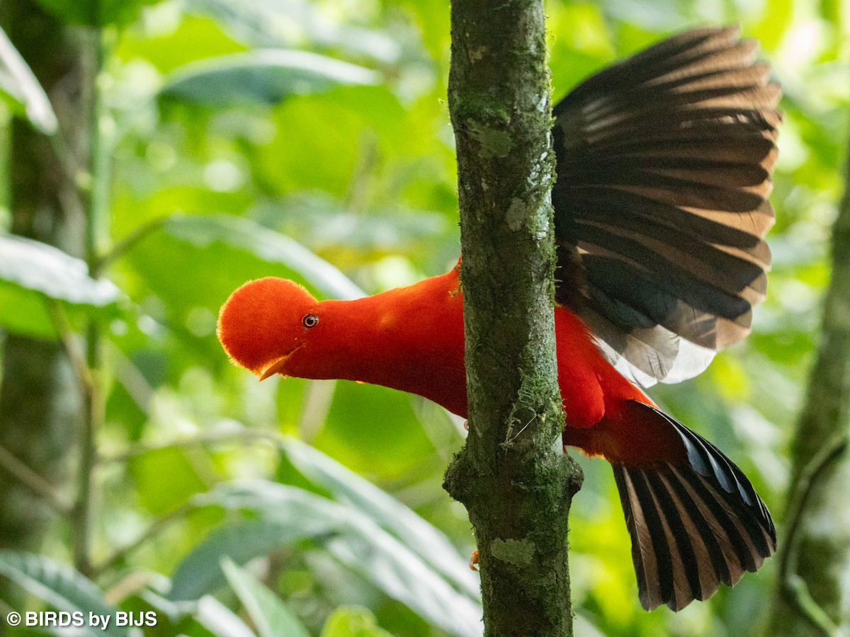 Andean Cock-of-the-rock - ML642020524